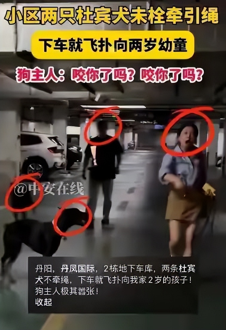 丹阳烈犬扑童后续:受害者全家遭威胁，女子身份不简单，难怪嚣张(图6)