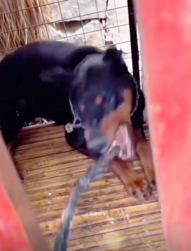 丹阳烈犬扑童后续:受害者全家遭威胁，女子身份不简单，难怪嚣张(图13)